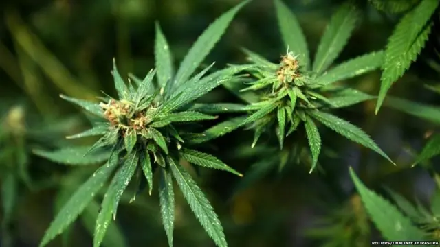 ਗਾਂਜੇ ਦਾ ਪੌਧਾ