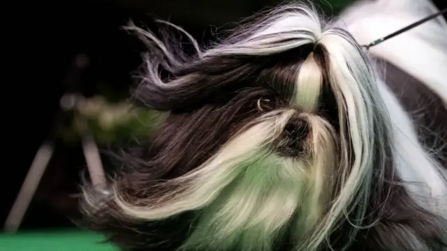 köpek