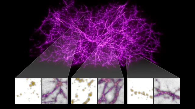 แบบจำลองสามมิติของโครงข่ายเส้นใยจักรวาล ภายในระยะ 500 ล้านปีแสงจากโลก ภาพในกรอบเล็กคือตำแหน่งของบางดาราจักร (จุดสีเหลือง) ซึ่งเชื่อมต่อกันด้วยเส้นใยที่มองไม่เห็น (เส้นสีม่วง)