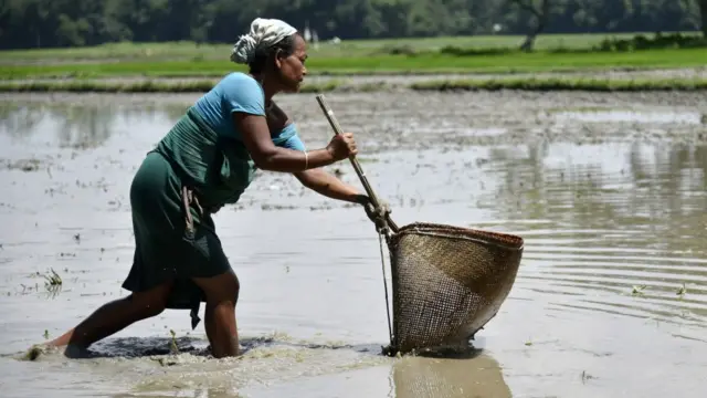 அசாமின் பக்சா மாவட்டத்தில் பாரம்பரிய முறையில் நெல் வயலில் மீன் பிடிக்கும் பழங்குடிப் பெண்.