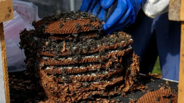 Выследив, куда возвращаются осы, охотники вырывают их гнездо из земли и помещают в ящик, где растят до тех пор, пока не появятся личинки