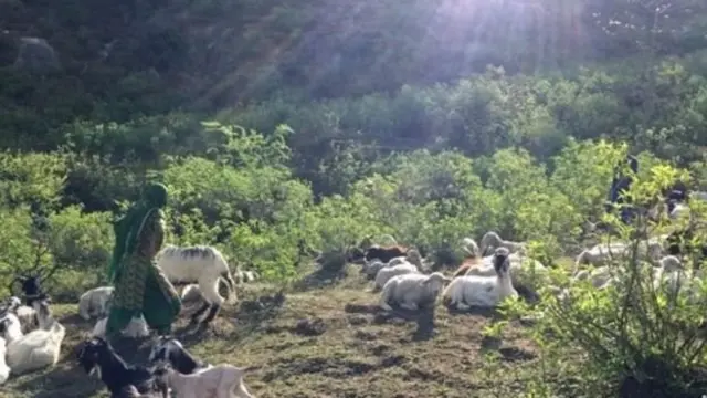 மேய்ப்பர்கள்