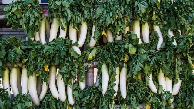 कांगितेनला वाहिले जाणारे दाईकोन मुळे