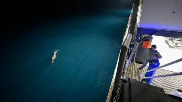 Менеджер транспортной интеграции МКС в НАСА Билл Спетч и астронавт НАСА Джозеф Акаба наблюдают за дельфином в ожидании приводнения капсулы "Драгон Резилиенс"