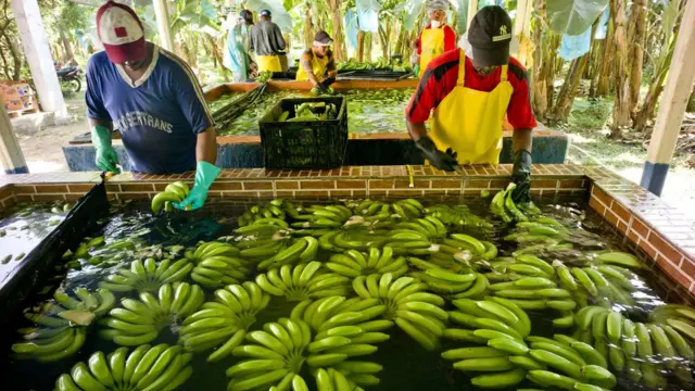 Homens lavando bananas após colheita