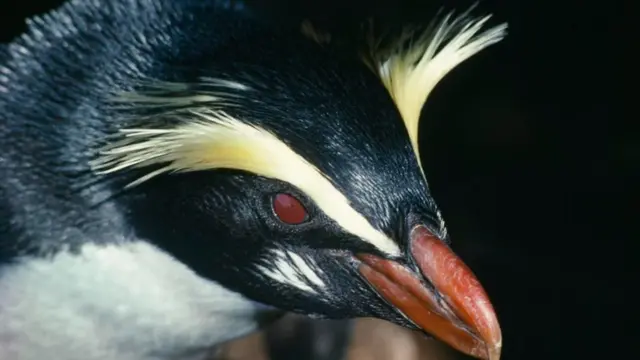 ஃபியோர்லாண்ட் பென்குயின் ஆண்