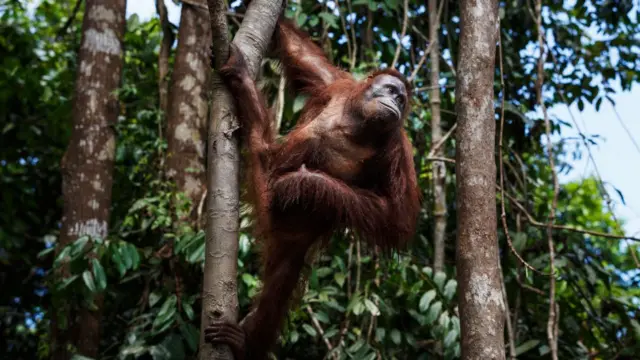 ஒரங்குட்டான்