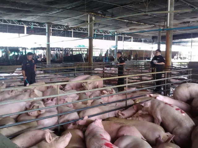 กรมปศุสัตว์