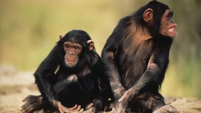 Two chimpanzees, sitting on sand,
