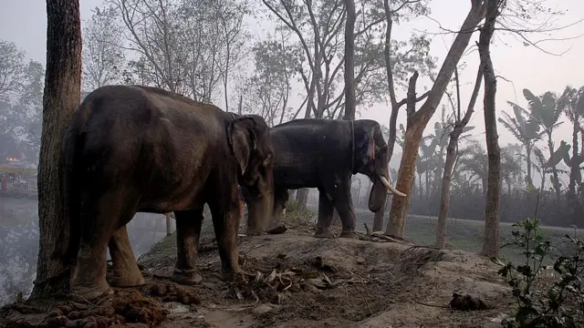 হাতি