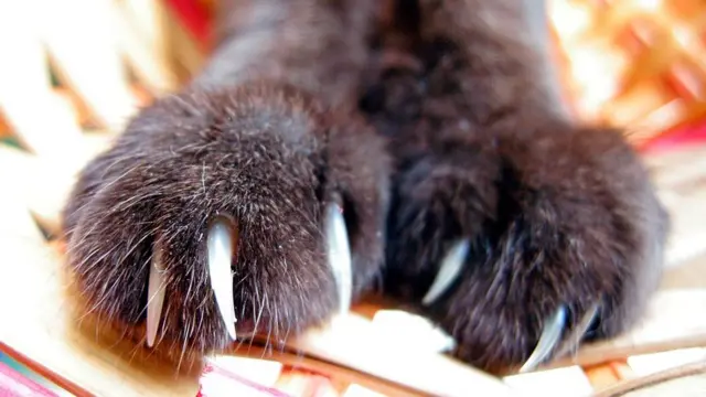 Garras de un gato