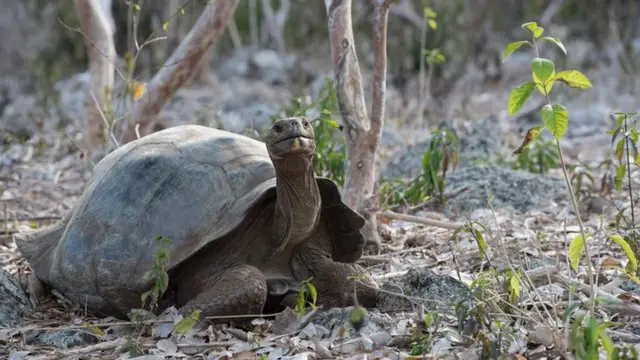 Tortuga gigante de Galápagos
