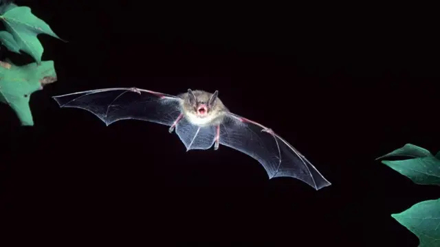 ما هي الحيوانات "الأكثر نهما" على وجه الأرض؟