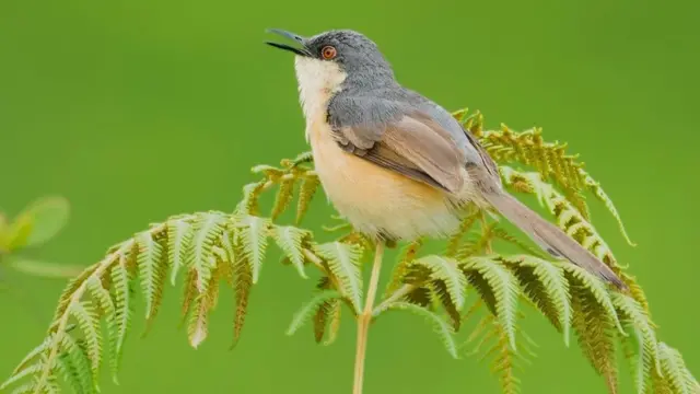 ‘யானை, சிறுத்தை, மற்றும் சில பறவைகள்’ - மசனக்குடி காடும், நீதிமன்ற தீர்ப்பும்