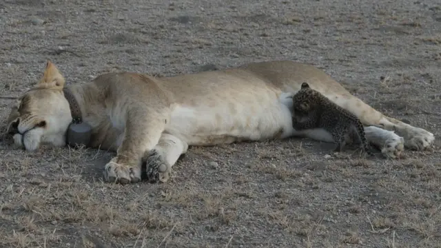 Truly unique' mother lioness nurses leopard cub in Tanzania