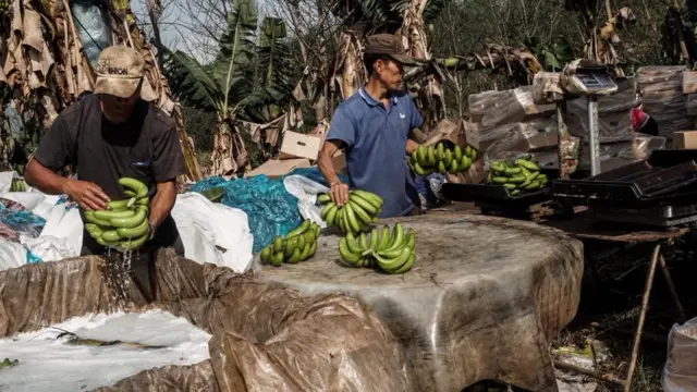 တစ်ရှူးငှက်ပျောစိုက်ခင်း