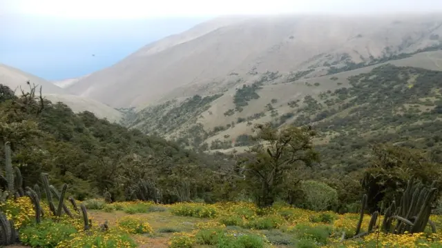 Colinas de Atiquipa, onde há árvores baixas