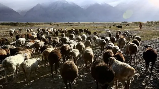 د پامیر د لوړو څوکو اوسېدونکي وايي، ګوزاره یې په مالدارۍ ده او نور عاید نه لري.