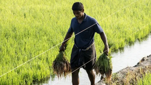धान की खेती