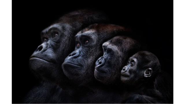 Familia de gorilas.