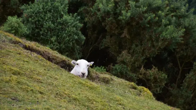 Овца в яме на холме