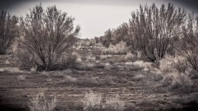 ஏரல் கடல்