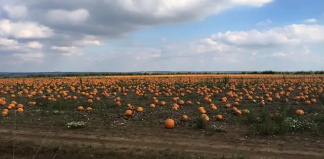 Вирізання гарбуза