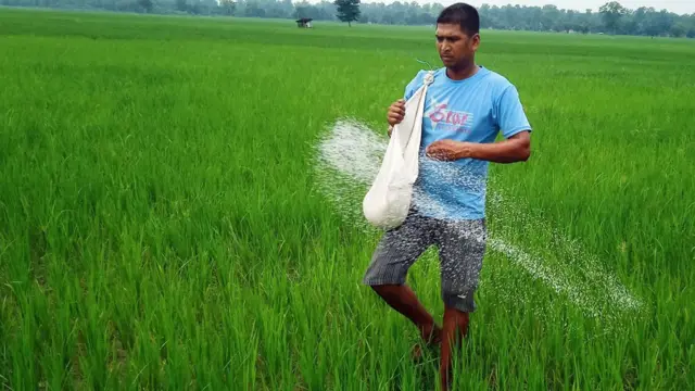 कञ्चनपुरमा धानखेतमा मल छर्दै एक किसान