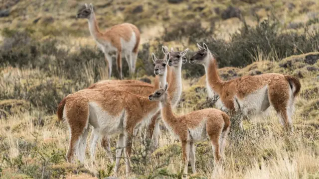 Guanaco em bando