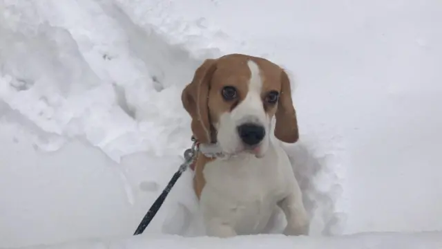 Пес в снегу