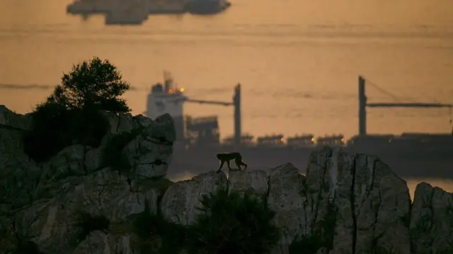 暮色中的巴巴里猕猴