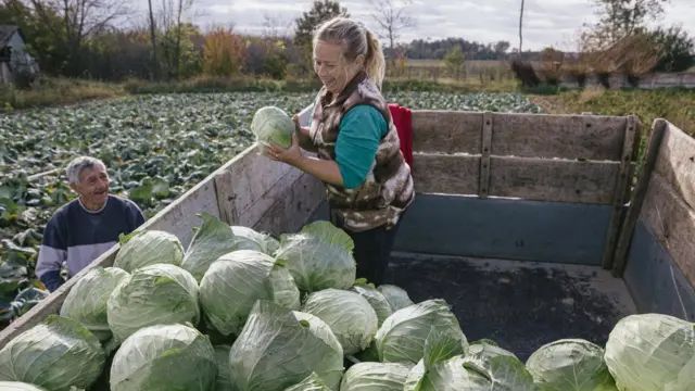 Kamion se polako ali sigurno puni zahvaljujući spretnim beračima kupusa