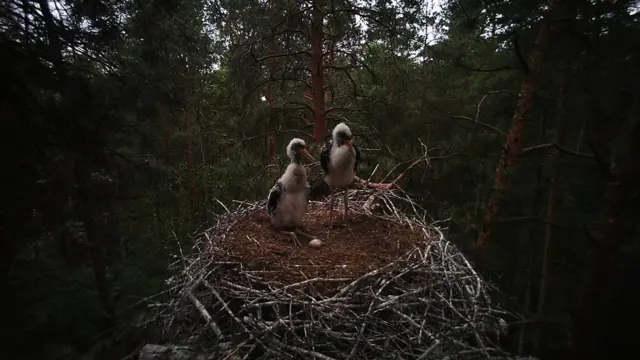 Чорний лелека