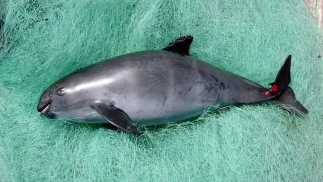 Una vaquita marina muerta en una red