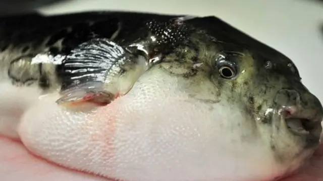 Puffer Fish