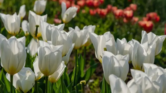 காஷ்மீர் டூலிப் பூ