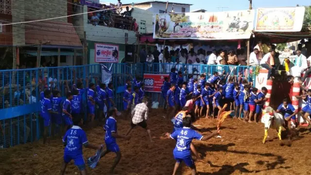 ஜல்லிக்கட்டு