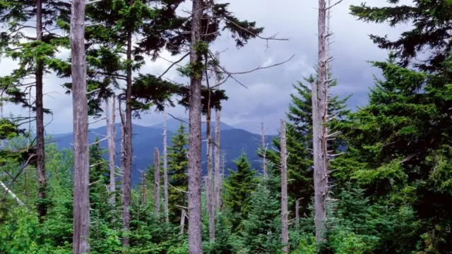 ஐரோப்பாவில் தொழிற்சாலை மாசுபாடுகளால் பாதிக்கப்பட்ட பகுதிகளில் உள்ள மரங்களில் இலைகளை அமில மழை உரித்துவிட்டது.