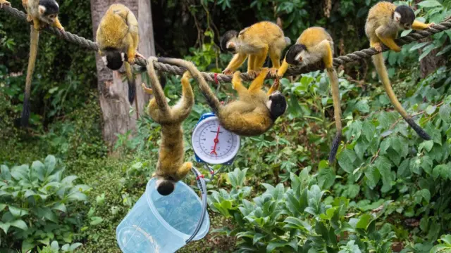 Беличьи обезьянки