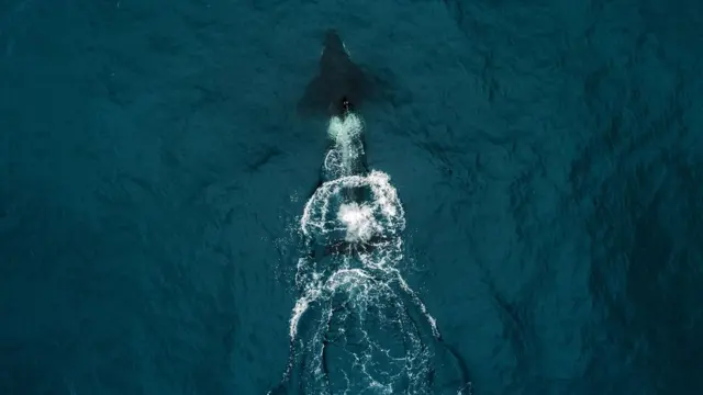 Родина Робертсонів яхта косатка