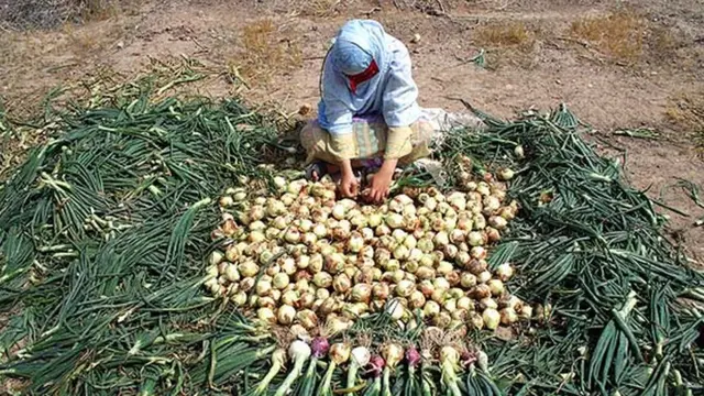 به گفته یکی از فعالین صنفی، بخش عمده پیاز کشور در دو استان هرمزگان و کرمان تولید میشوند