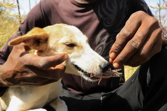 A man feeds his dog with desert locusts that have invaded their farms during the second-wave invasion.