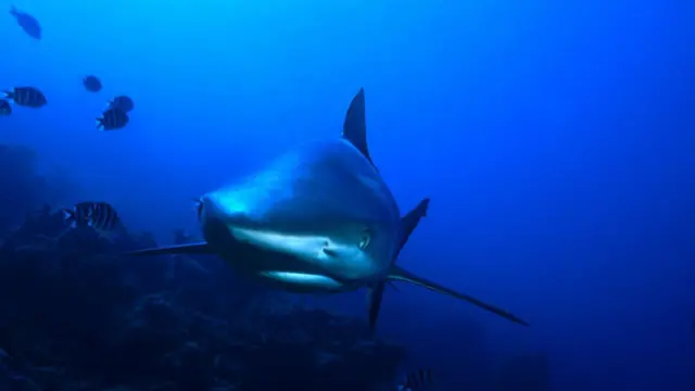 சுறா மீன்கள் இனம் முழுமையாக அழிந்து விடுமா ?