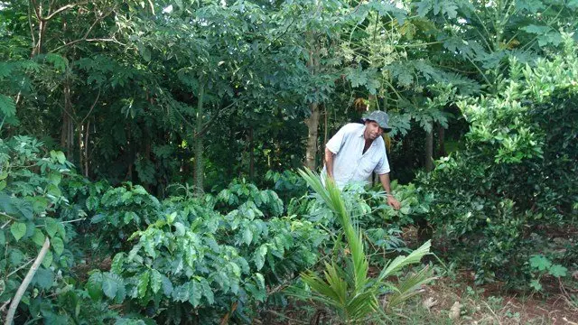 Sistema agroflorestal