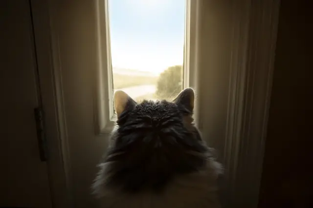 Почему в США кошкам удаляют когти, а в Европе - нет, и нужно ли ...