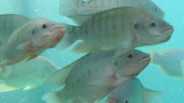 Tilapia