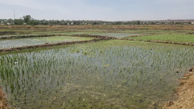 Gonar Shinkafa a Kebbi