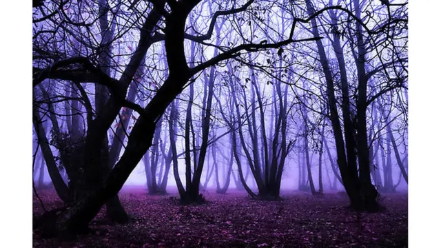 Foto de un lector de BBC Mundo por el tema "Bosques"