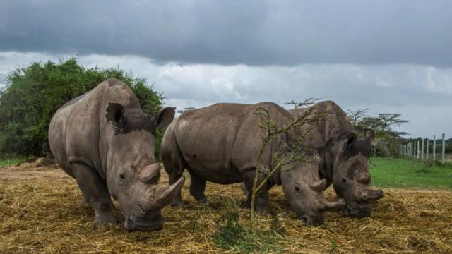 保育专家如何帮助世上最后两只雌性北方白犀牛繁殖- BBC News 中文