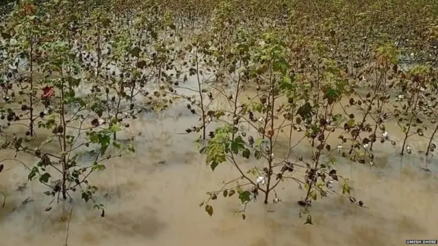 मराठवाड्यात कपाशीच्या शेतात साचलेलं पाणी.